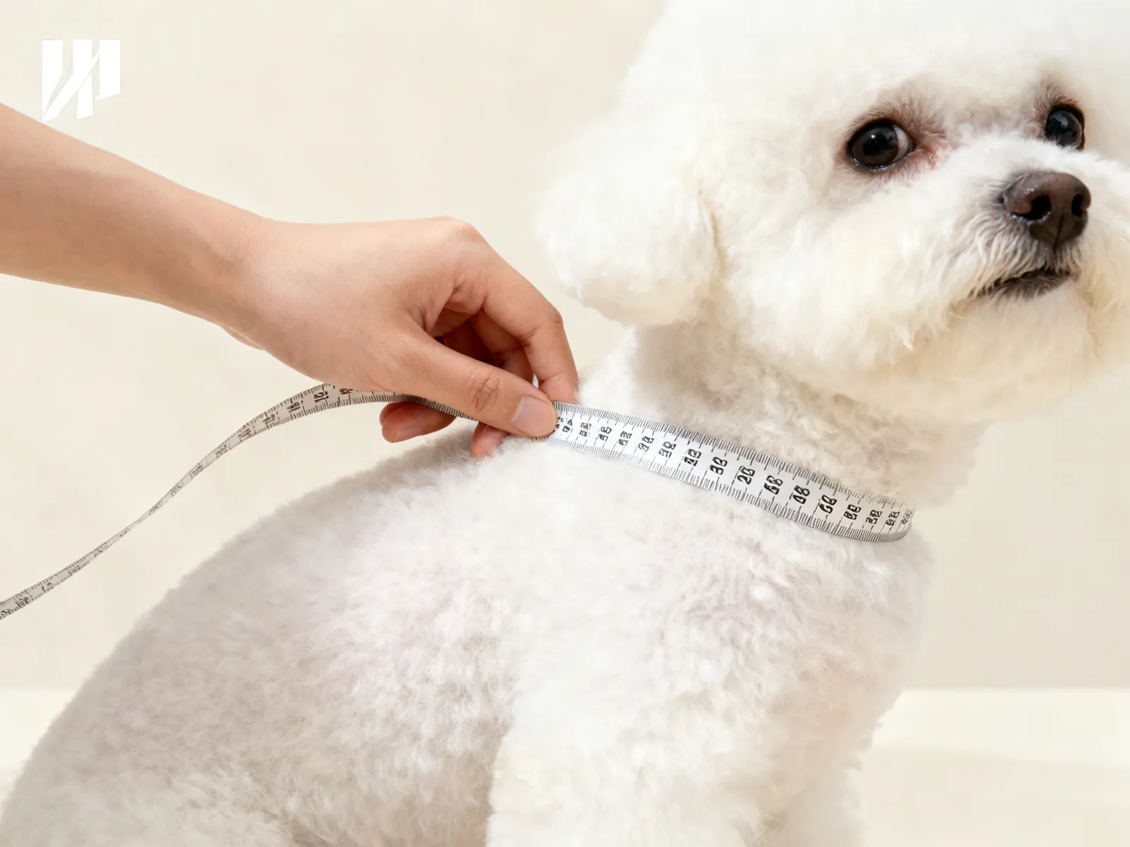 Illustration (AI-generated): a tape measure around the chest of a small white dog